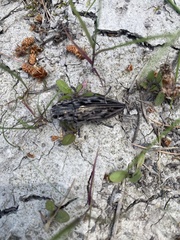 Chalcophora angulicollis