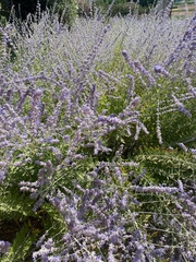 Salvia yangii