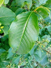 Viburnum cassinoides image