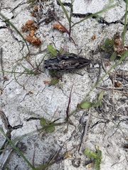 Chalcophora angulicollis