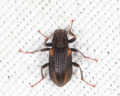 Stenelmis concinna