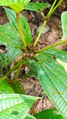 Miconia conglomerata