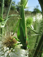 Tettigonia viridissima