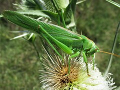Tettigonia viridissima