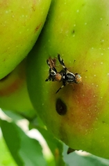 Rhagoletis pomonella