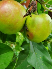 Rhagoletis pomonella