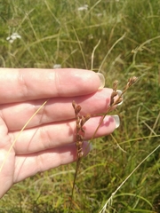 Juncus squarrosus
