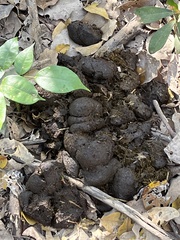 Tapirus terrestris