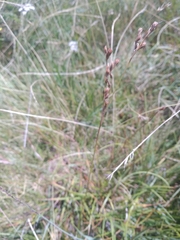 Juncus squarrosus