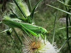 Tettigonia viridissima