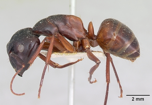 Camponotus maccookiCamponotus maccooki