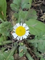 Erigeron dryophyllus