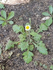 Erigeron dryophyllus