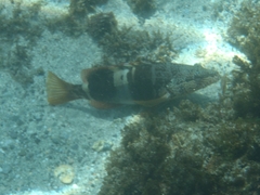 Serranus papilionaceus