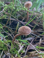 Inocybe subfulva