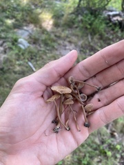 Inocybe subfulva
