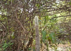 Stephanocereus leucostele