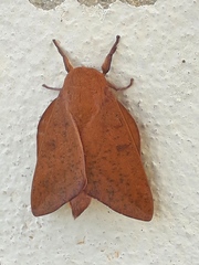Adeloneivaia apicalis