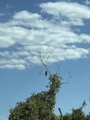 Combretum fruticosum