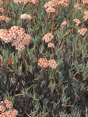 Eriogonum arborescens