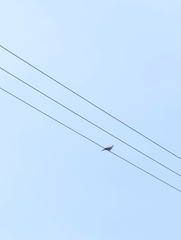 Streptopelia decaocto