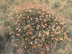 Eriogonum arborescens