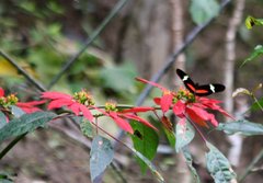 Heliconius clysonymus clysonymus