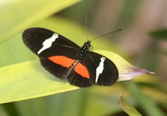 Heliconius clysonymus clysonymus