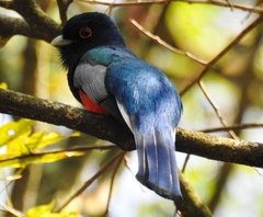 Trogon surrucura