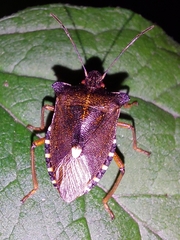 Pentatoma rufipes