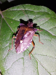 Pentatoma rufipes