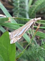 Crambus whitmerellus