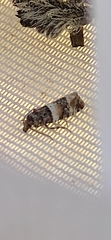 Lobesia artemisiana