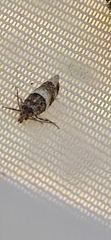 Lobesia artemisiana
