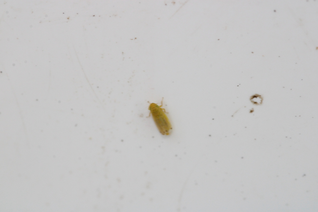 Cosmotettix aurantiacus