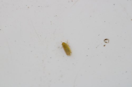 Cosmotettix aurantiacus