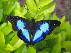 Doxocopa laurentia laurentia