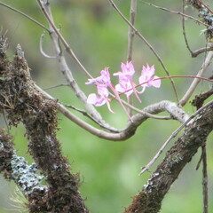 Comparettia macroplectron