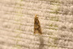 Brachmia blandella
