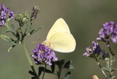 Colias alexandra