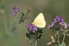 Colias alexandra