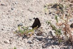 Cercyonis oetus