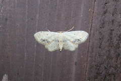 Idaea dimidiata