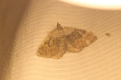 Xanthorhoe quadrifasiata