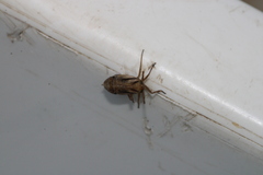 Delphax crassicornis