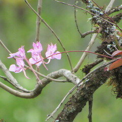 Comparettia macroplectron