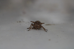 Delphax crassicornis