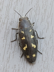 Buprestis novemmaculata