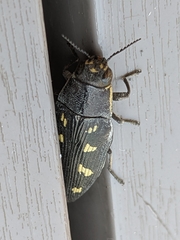 Buprestis novemmaculata