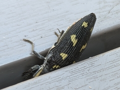 Buprestis novemmaculata